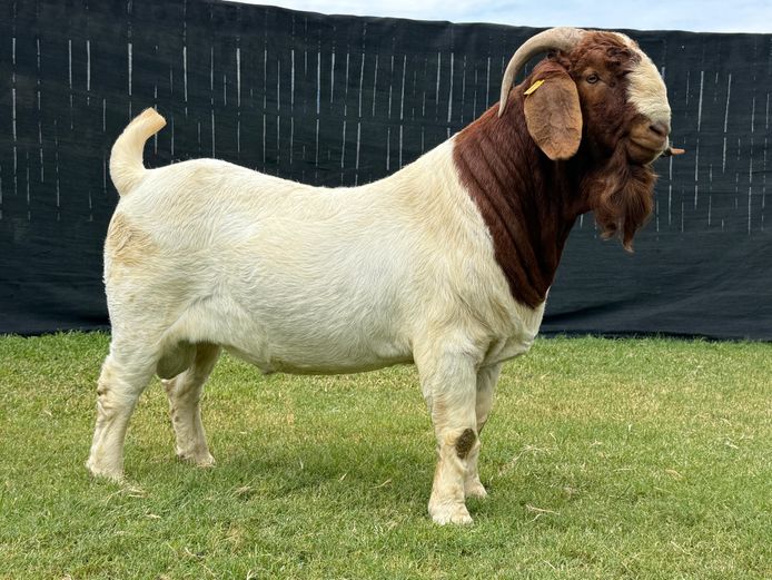 1298-2024-0454 | Karsten Boerbokstoet