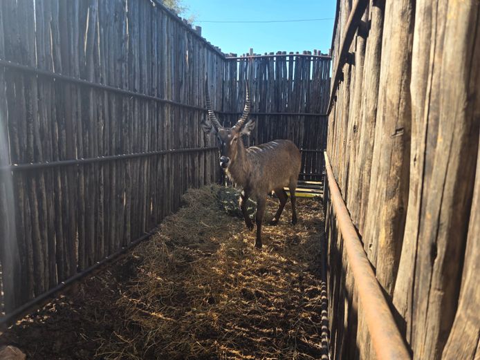 WATERBOK | HANLEY 1