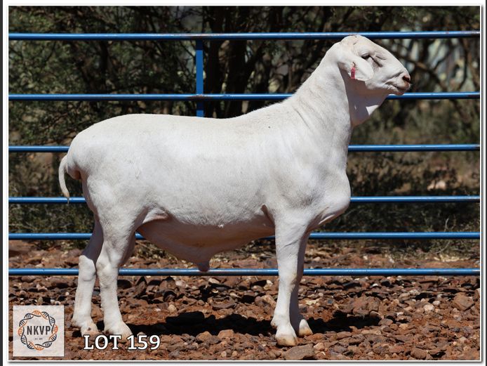 138 24 0311 | ANEL LIEBENBERG