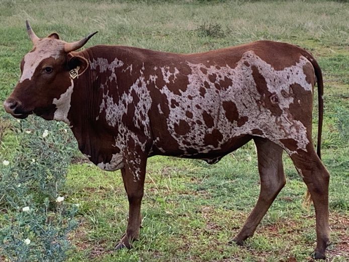 NGU 230017 | INALA NGUNI STUD