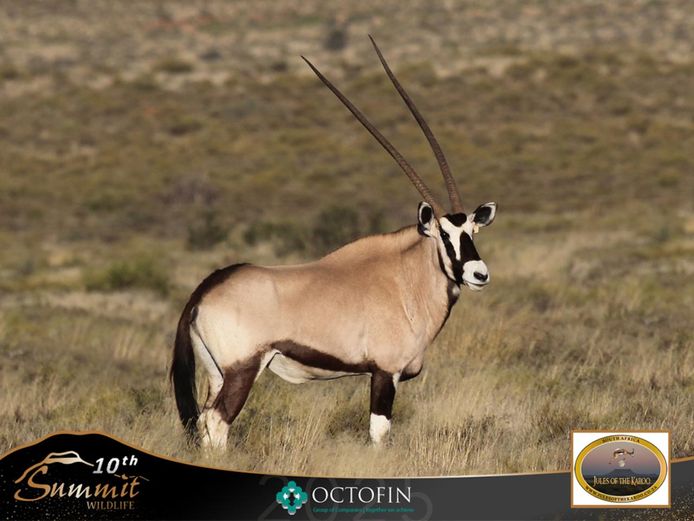 46" Oryx Cow