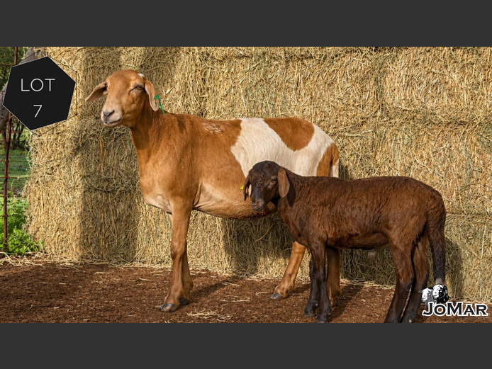 Ewe | JoMar Meatmasters