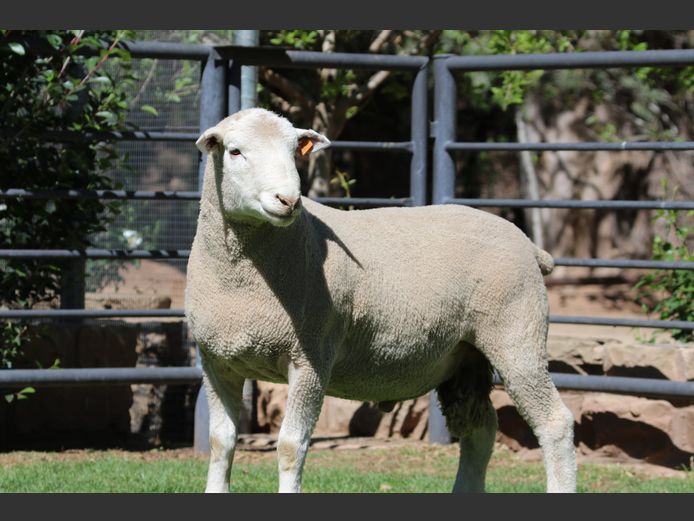 DZ 240212 | 2 STEYNS BOERDERY