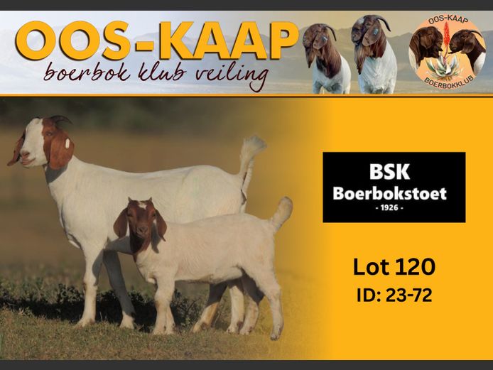 23-72 | BSK Boerbokstoet