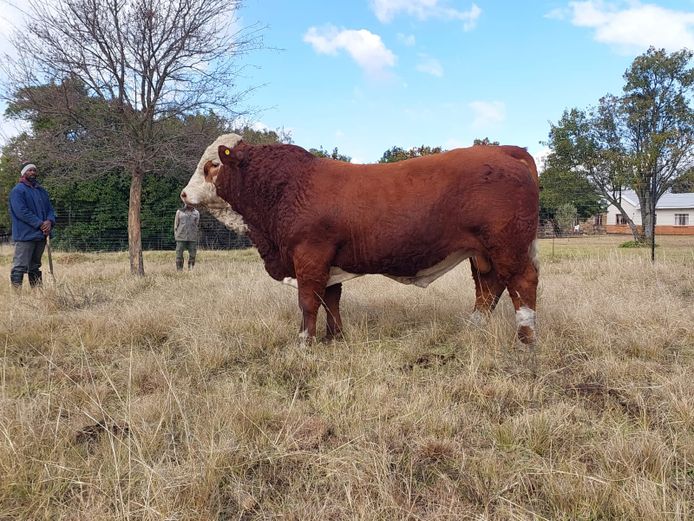 ZM21803 | ZIMEYER BOERDERY