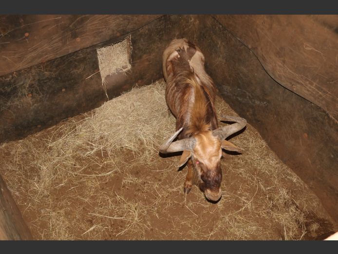 Goue Wildebees