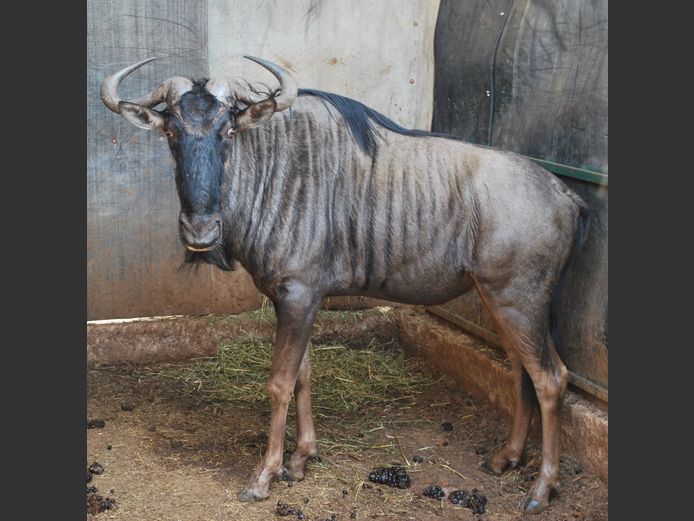 BLOUWILDEBEES | MABALINGWE