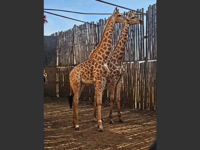 GIRAFFE | TKB BOERDERY