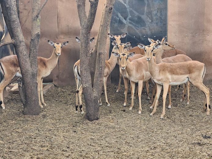 IMPALA | SKUINSHOEK