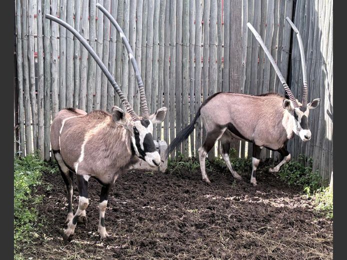 Gemsbok Bulle