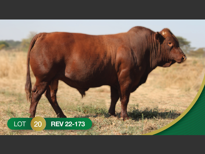 REV220173 | REVELAS BONSMARAS