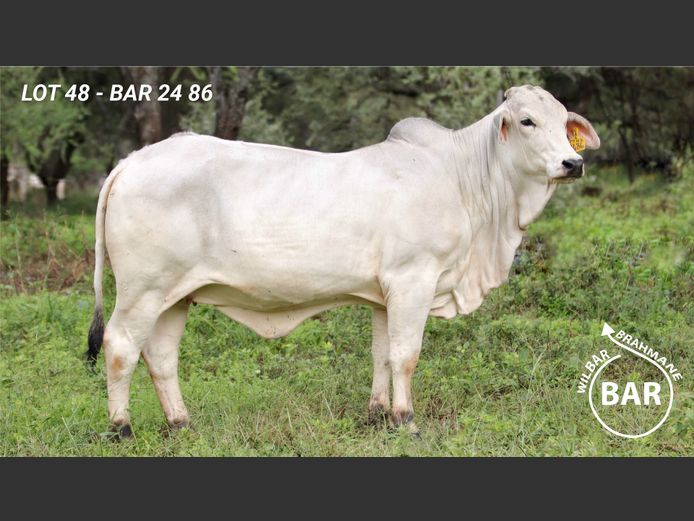 BAR2486 | BARNARD WJ
