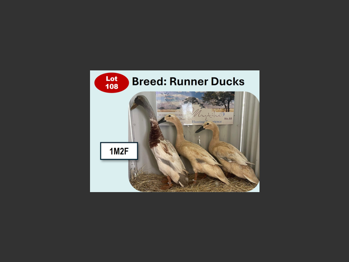 RUNNER DUCKS | ANNUAL MYTILUS AND ELOFF