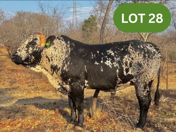 RL 220004 | RADLEY LANDGOED (EDMS) BPK