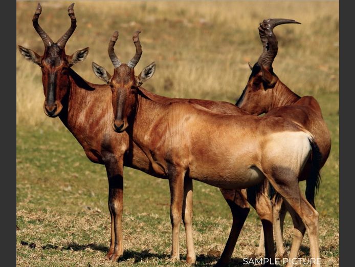 HARTEBEEST | DU PREEZ WILD
