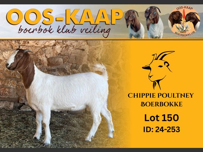 24-253 | Chippie Poultney