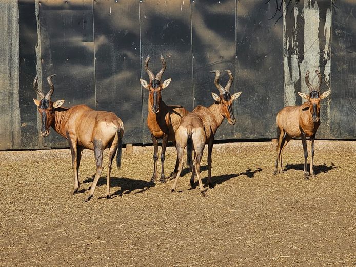 RED HARTEBEEST | NOOITGEDAGT