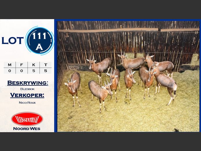Blesbokke