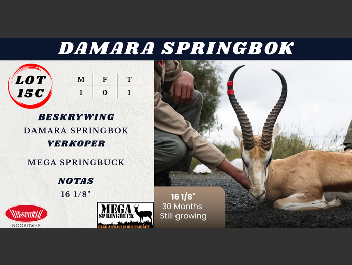 DAMARA SPRINGBOK