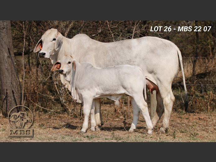 MBS227 | MBS BRAHMANE