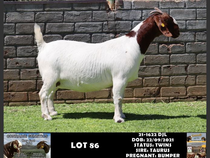 21-1622 DJL | DIRK LOUW