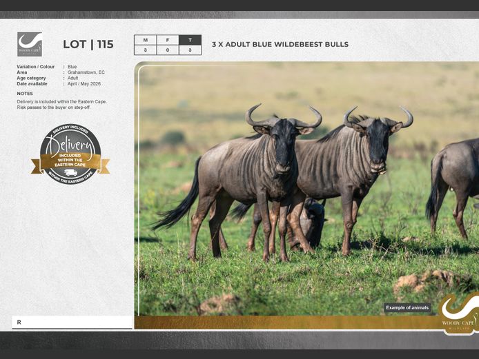 Wildebeest - Blue | Woody Cape Wildlife (Pty) Ltd