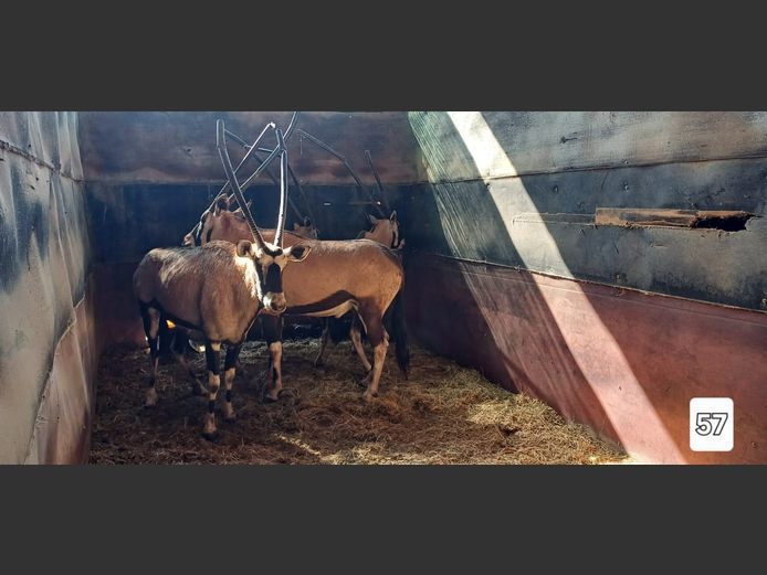GEWONE GEMSBOK | AL BADENHORST