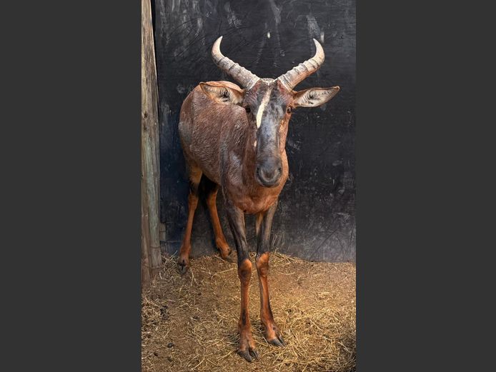 Tsessebe