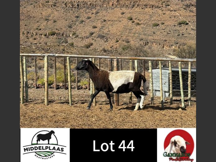 745 | Middelplaas Meatmasters