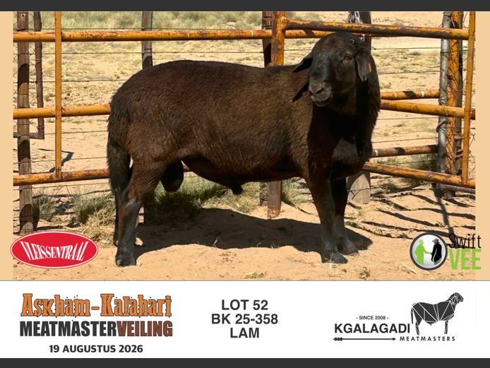 BK 25-358 | BARRI KNOETZE