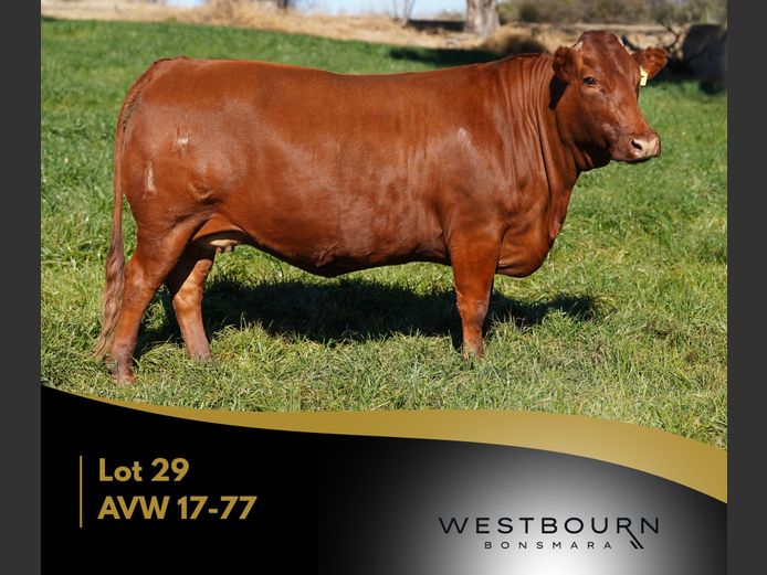 AVW 170077 | WESTBOURN BONSMARAS