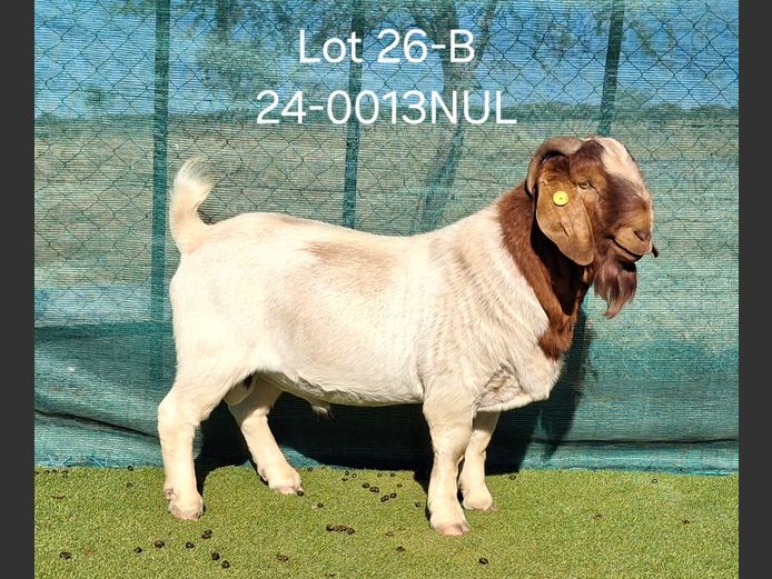 24-0013NUL | NICOLE ULRICH & EGBERT HOFF