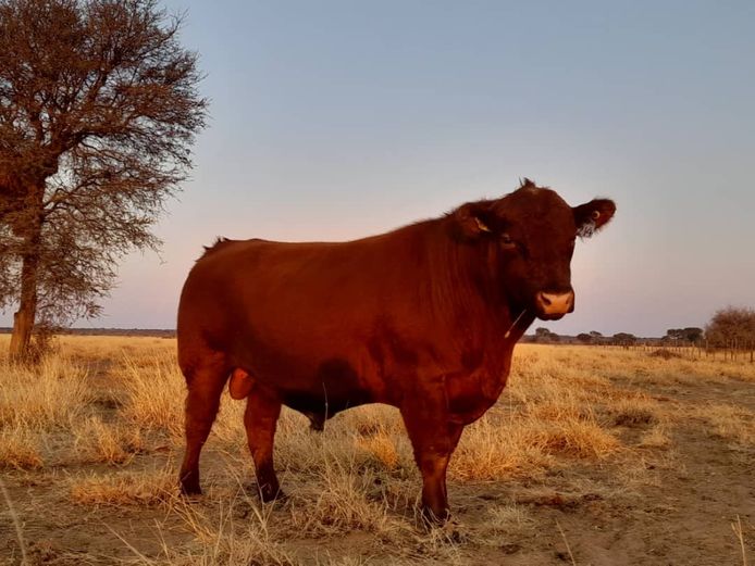 22-0014MS | SILVERSAND ANGUS