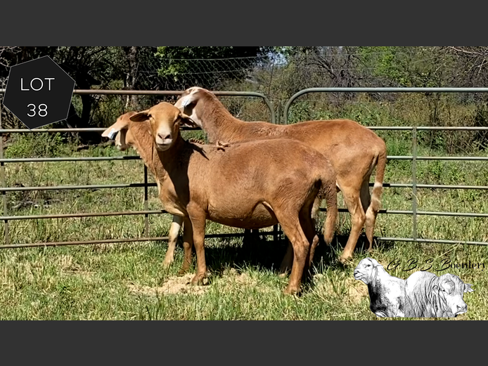 Ewes | GBS Boerdery