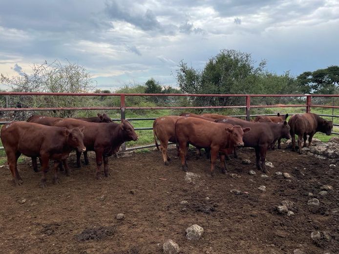 Commercial Animals | Waterpaslaagte