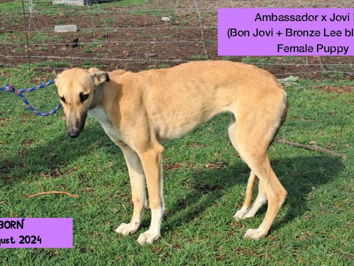 Female Puppy 1 - AMBASSADOR X JOVI LEE