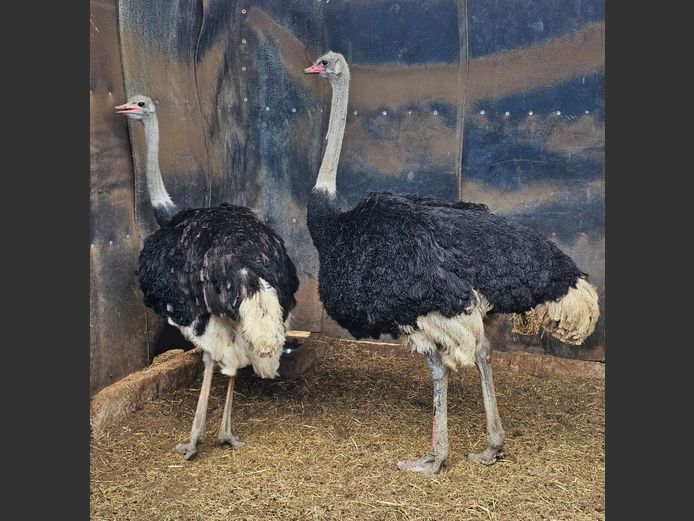 OSTRICHES | HIGHLAND