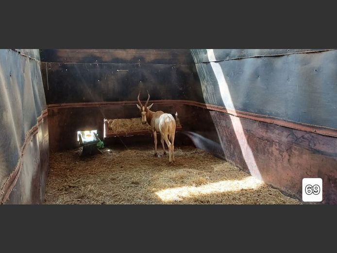 GEEL BLESBOK | ONGELUKSKOP SAFARI'S
