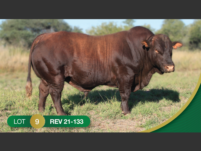 REV210133 | REVELAS BONSMARAS