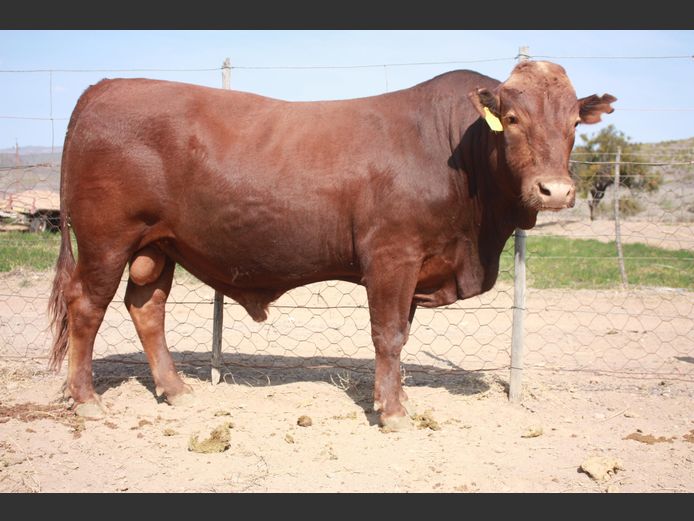 FJB 220019 | JUBILEE BONSMARAS