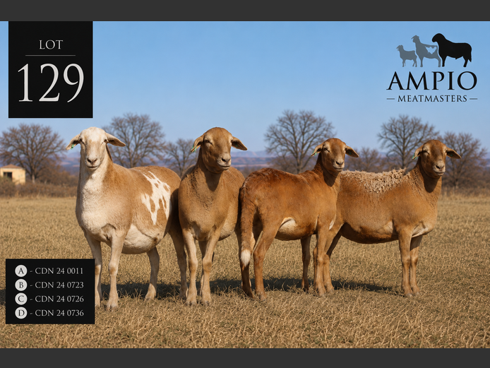 CDN 24 0723 | Ampio Meatmasters