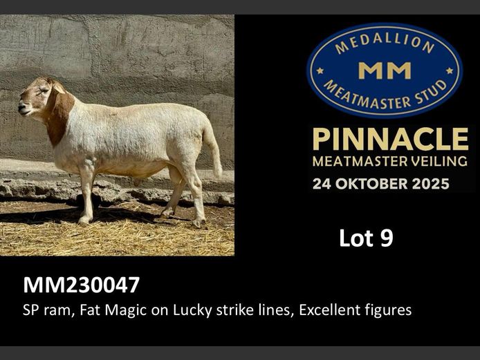 MM  230047 | MEDALLION MEATMASTER STOET