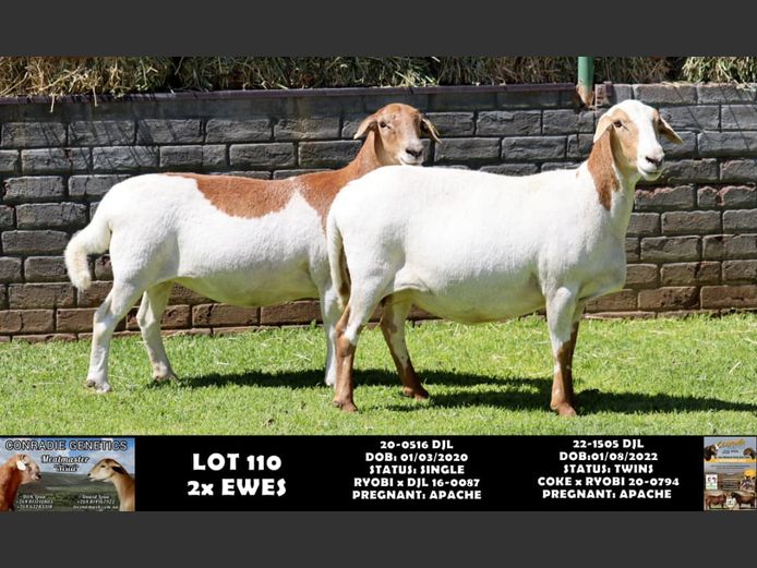 20-0516 DJL | 22-1505 DJL | DIRK LOUW