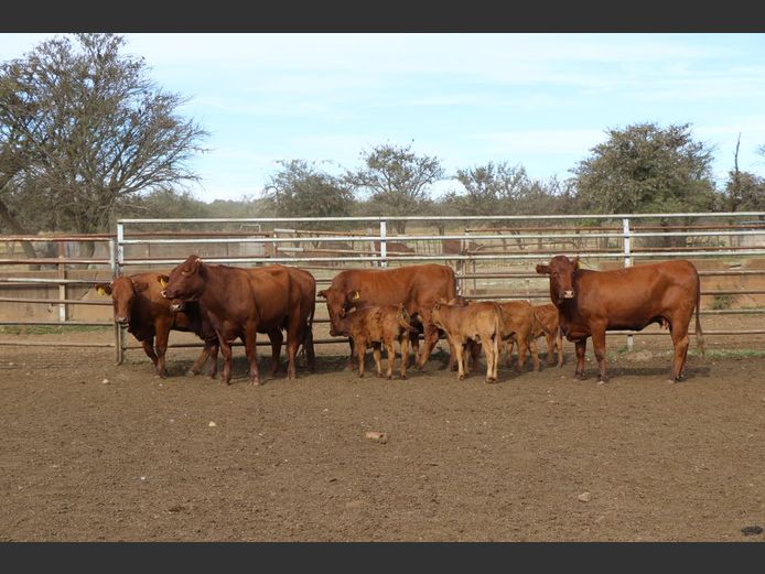 Commercial Animals | JP DU PREEZ