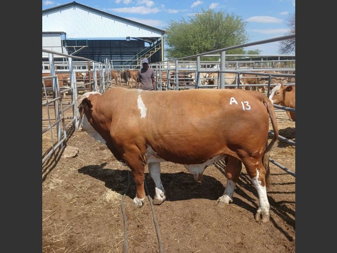 BULL | DOLL FARMING PREMIUM AUCTION