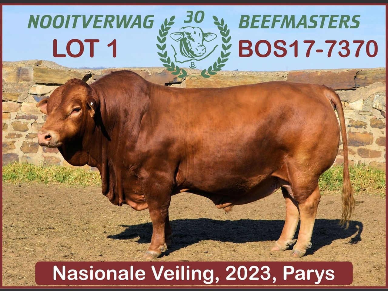 Lot 1 | NASIONALE BEEFMASTER VEILING | SwiftVEE | South Africa’s ...