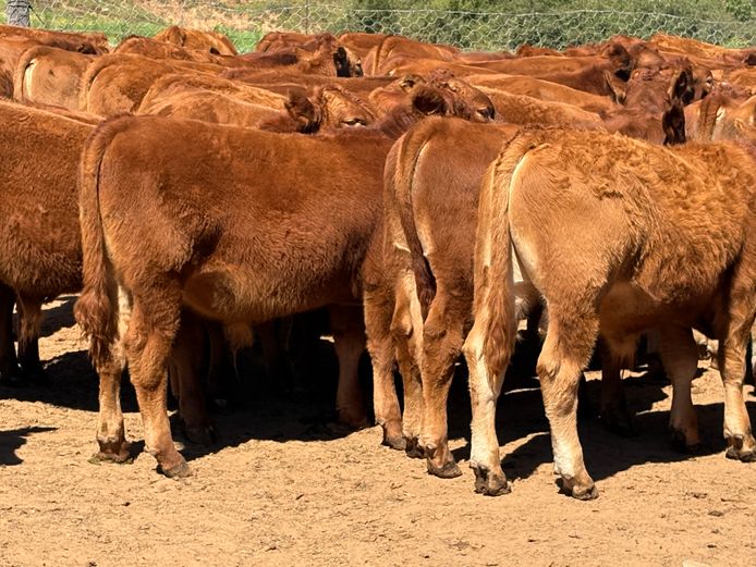 Intact Bull Calves | Paradoxus Estates