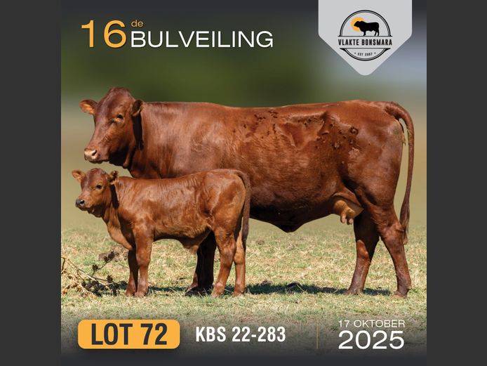 KBS 220283 | KAMEELDORING BONSMARA