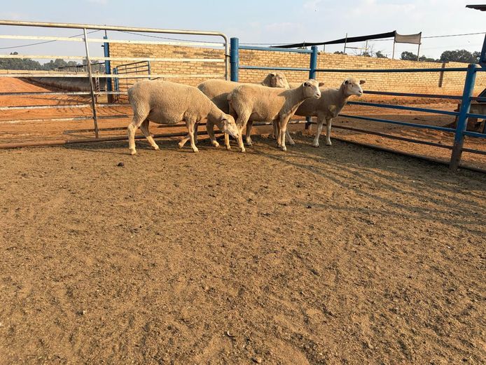 Commercial Animals | TAPPS INVESTMENTS