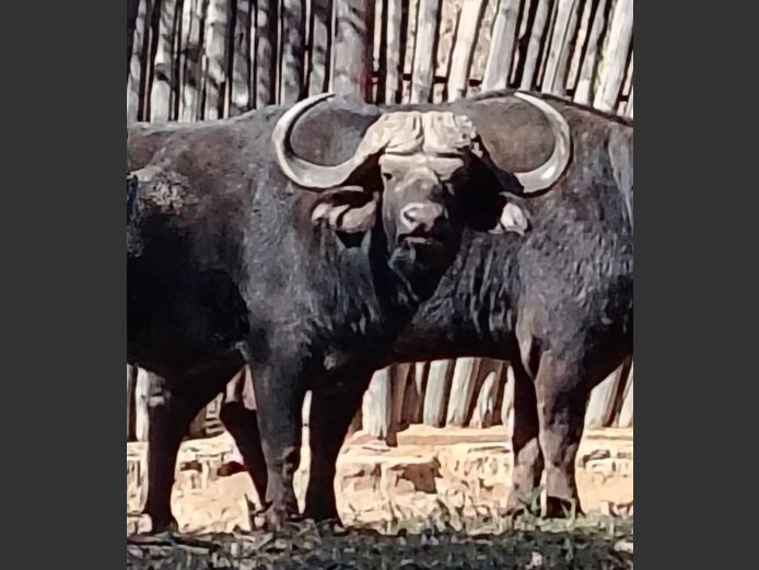 BUFFALO 38” | ENTABENI